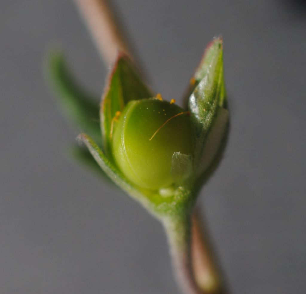 Cistaceae: Helianthemum nummularium?  S