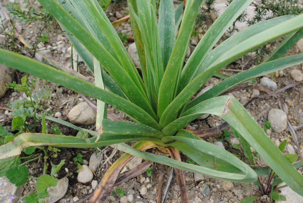 Asphodelus microcarpus?