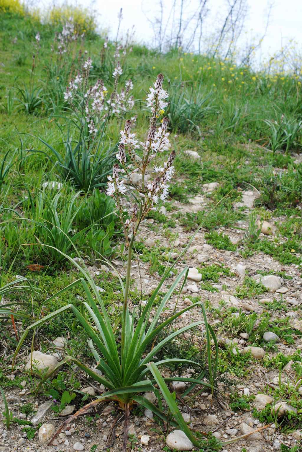 Asphodelus microcarpus?