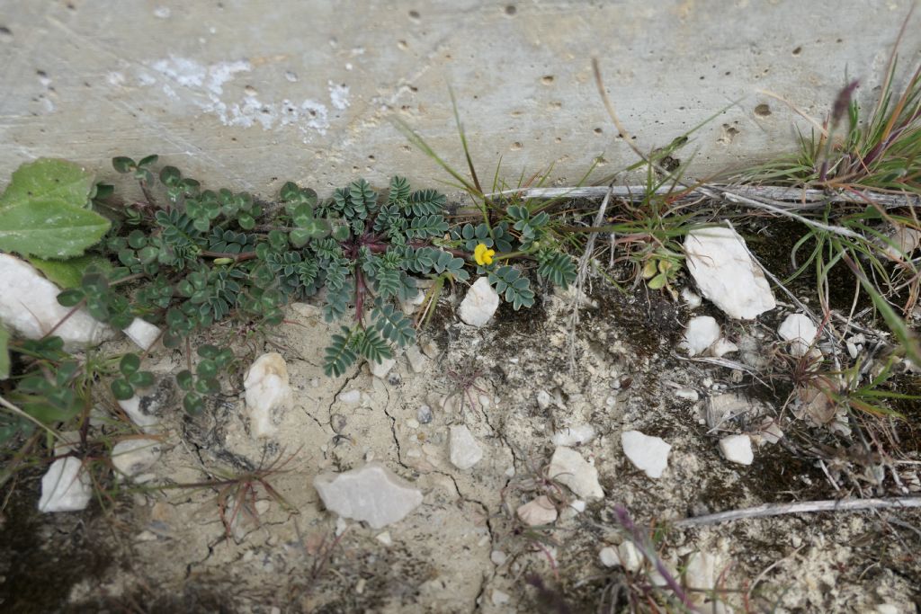 Hippocrepis unisiliquosa? No,  Hippocrepis biflora
