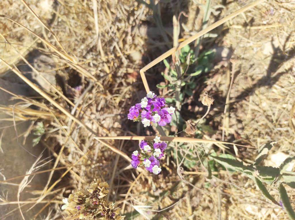 Statice... S, Limonium sinuatum (Plumbaginaceae)