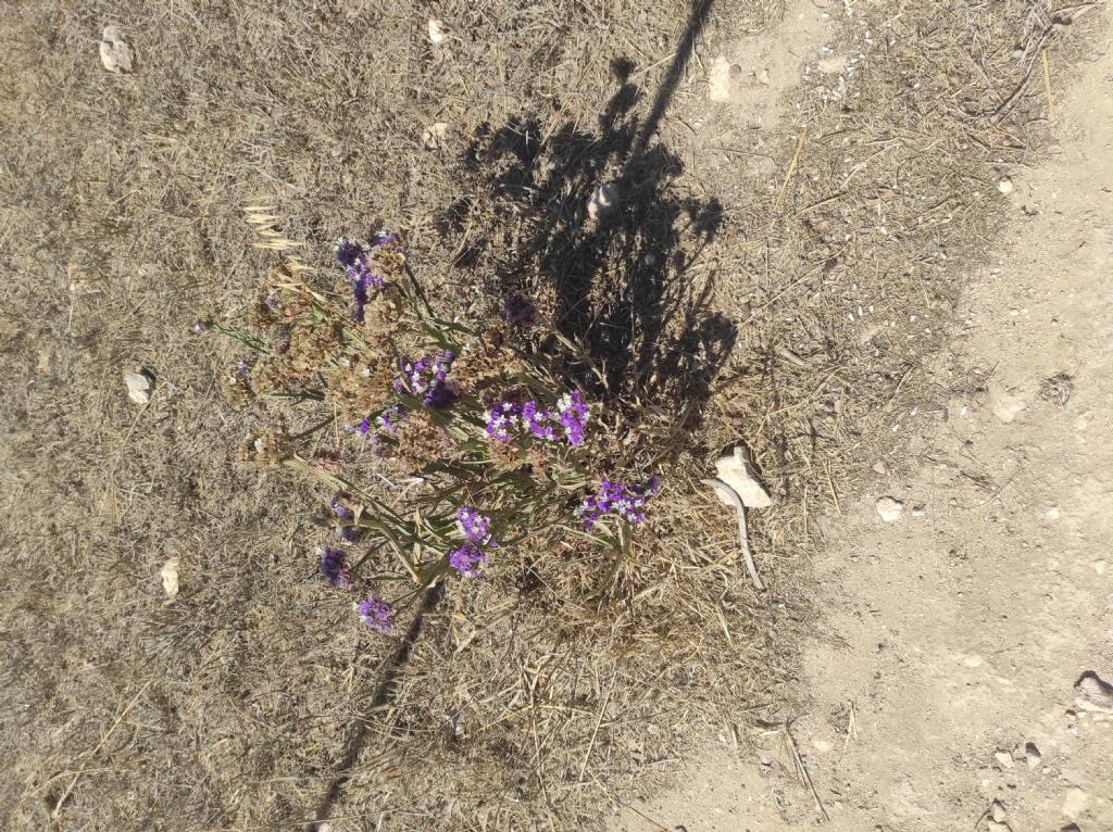 Statice... S, Limonium sinuatum (Plumbaginaceae)