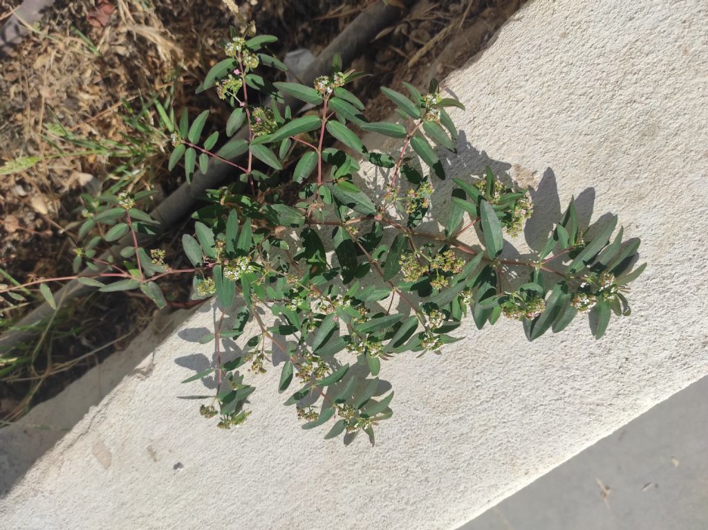 Euphorbia hypericifolia (Malta)