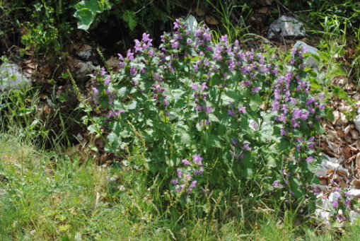 subsp. di Lamium garganicum??