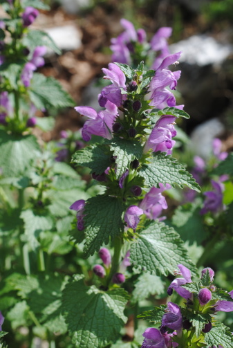 subsp. di Lamium garganicum??