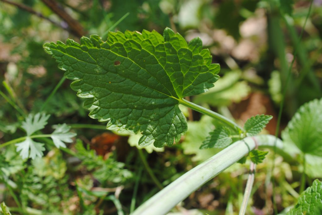 subsp. di Lamium garganicum??