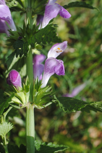 subsp. di Lamium garganicum??