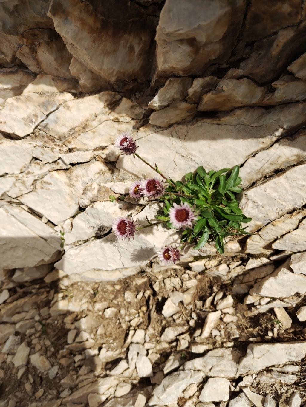 Erigeron uniflorum? S