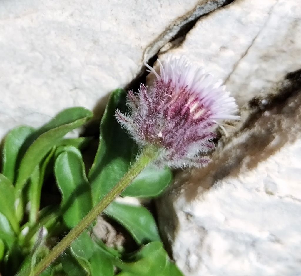 Erigeron uniflorum? S