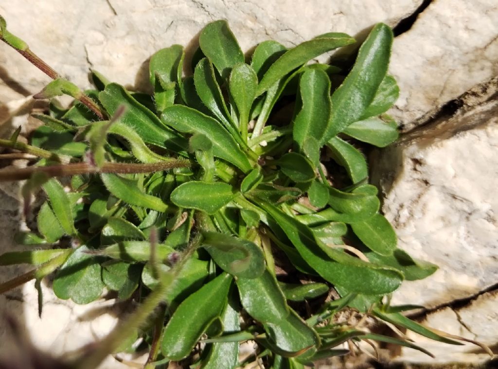 Erigeron uniflorum? S