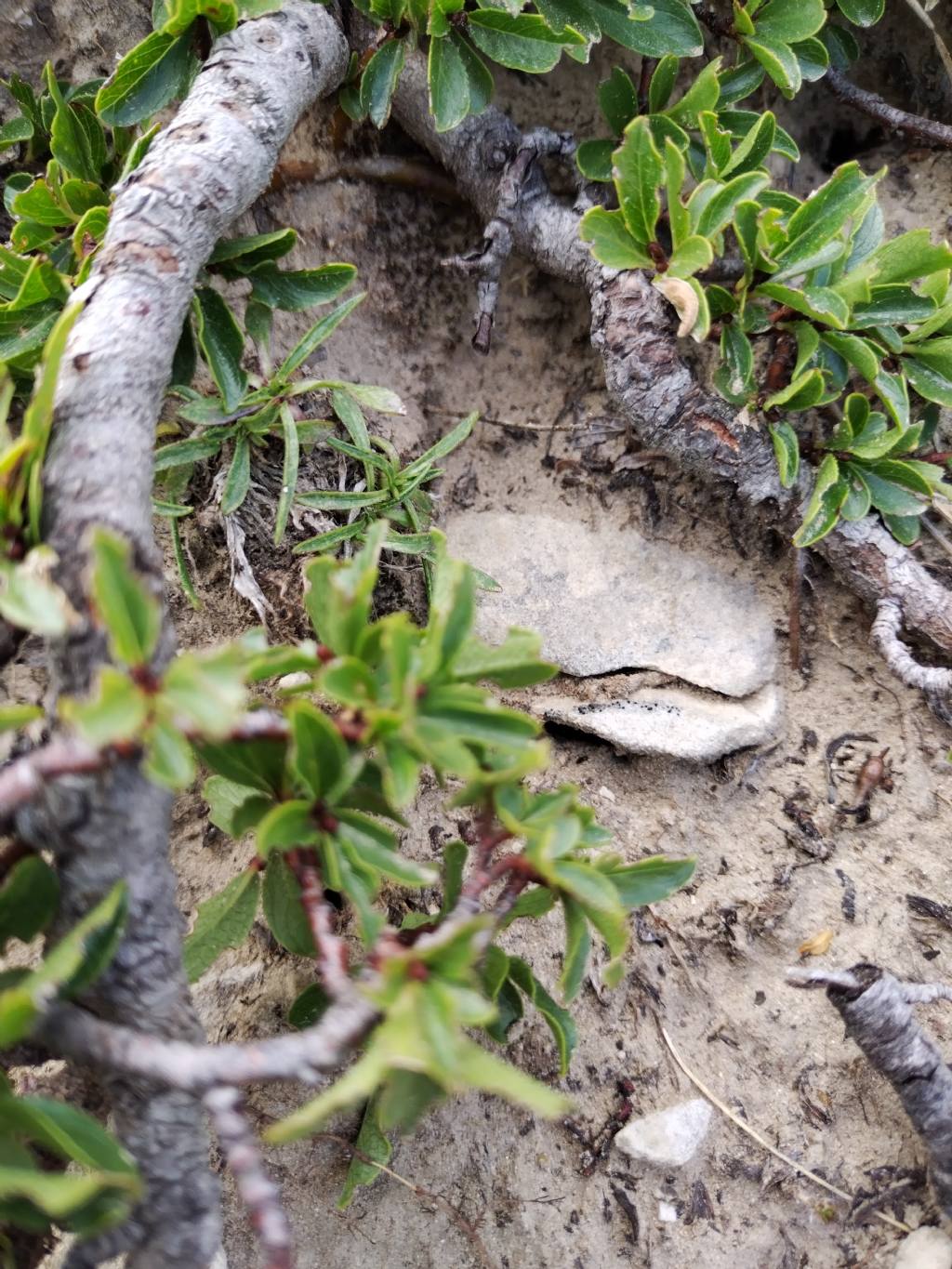 Salix retusa?  S