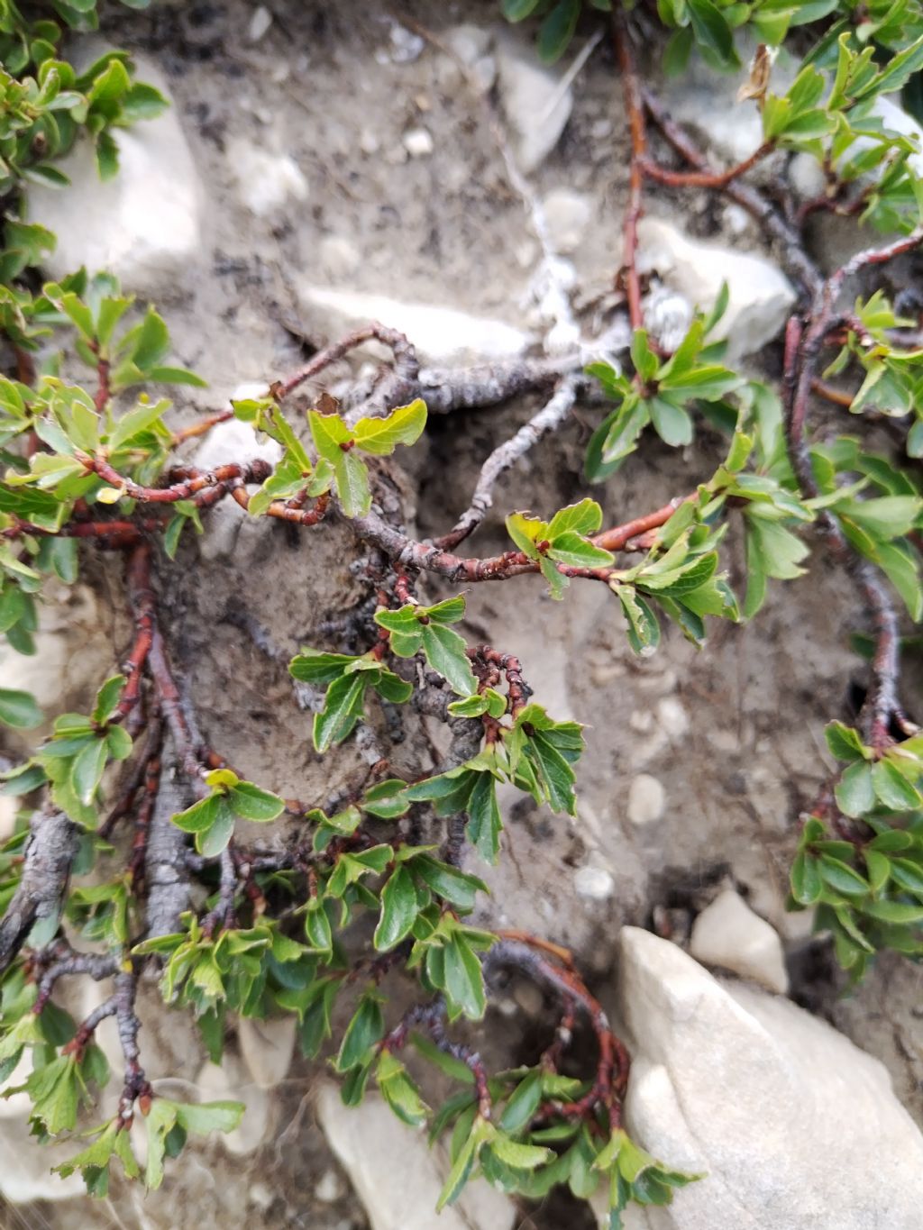 Salix retusa?  S