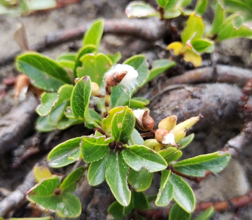 Salix retusa?  S