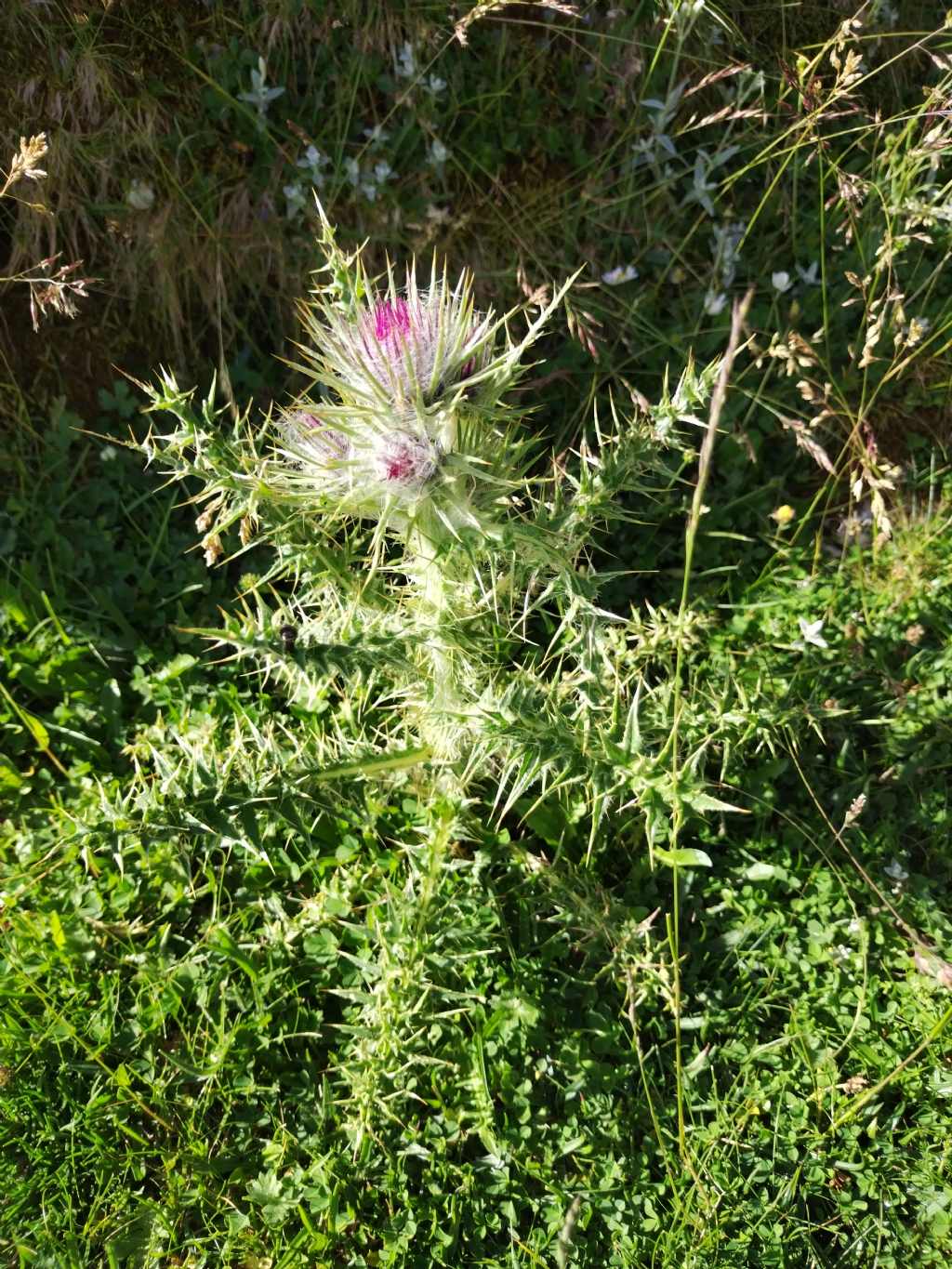 Cirsium?