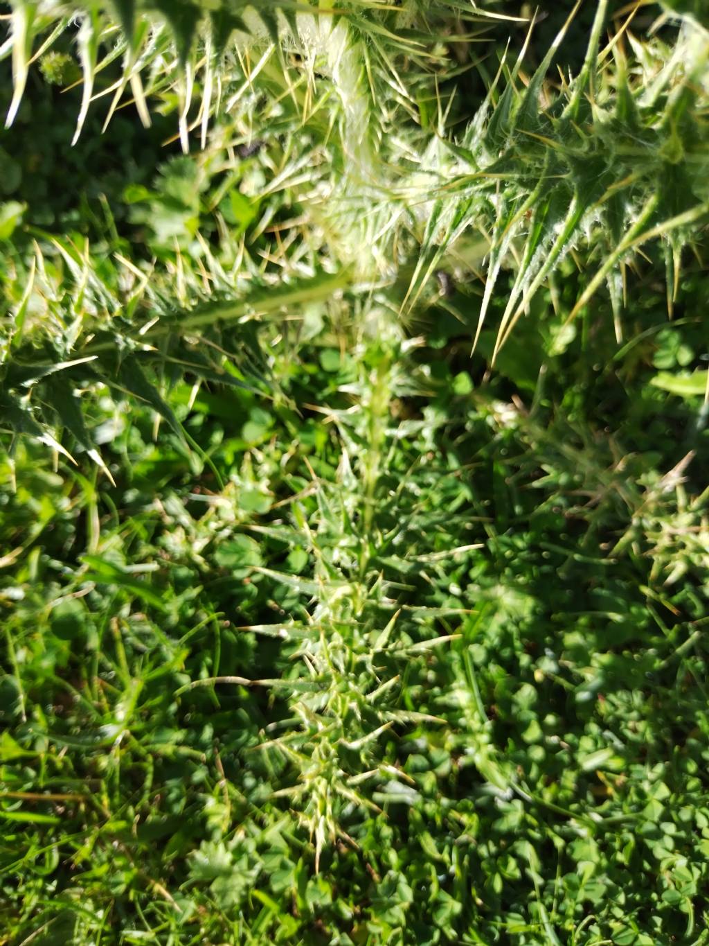 Cirsium?