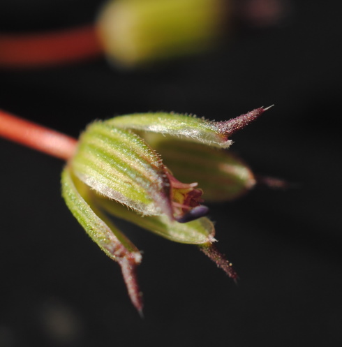 Erodium? sì, Erodium cicutarium (Geraniaceae)