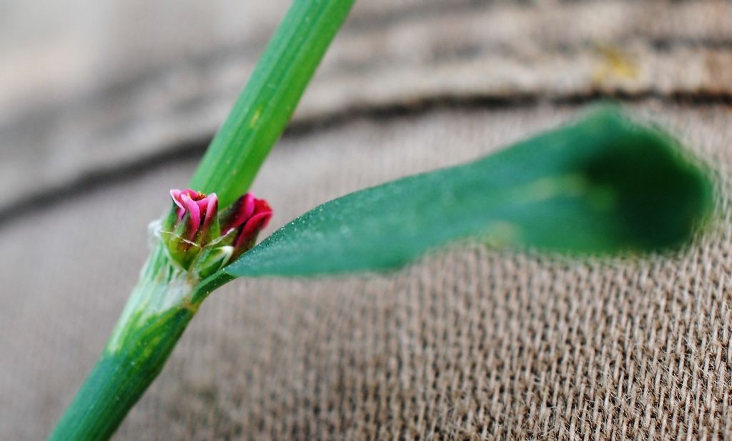 Polygonum aviculare