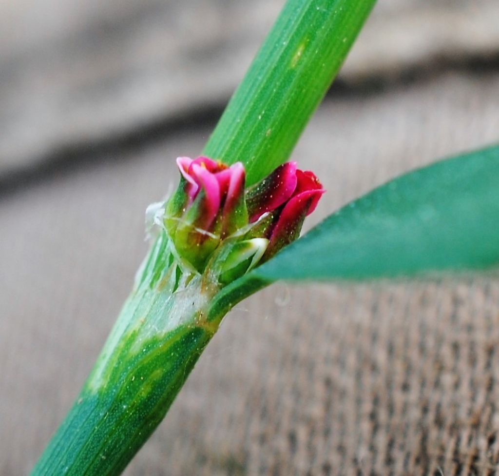 Polygonum aviculare