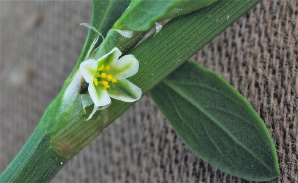 Polygonum aviculare