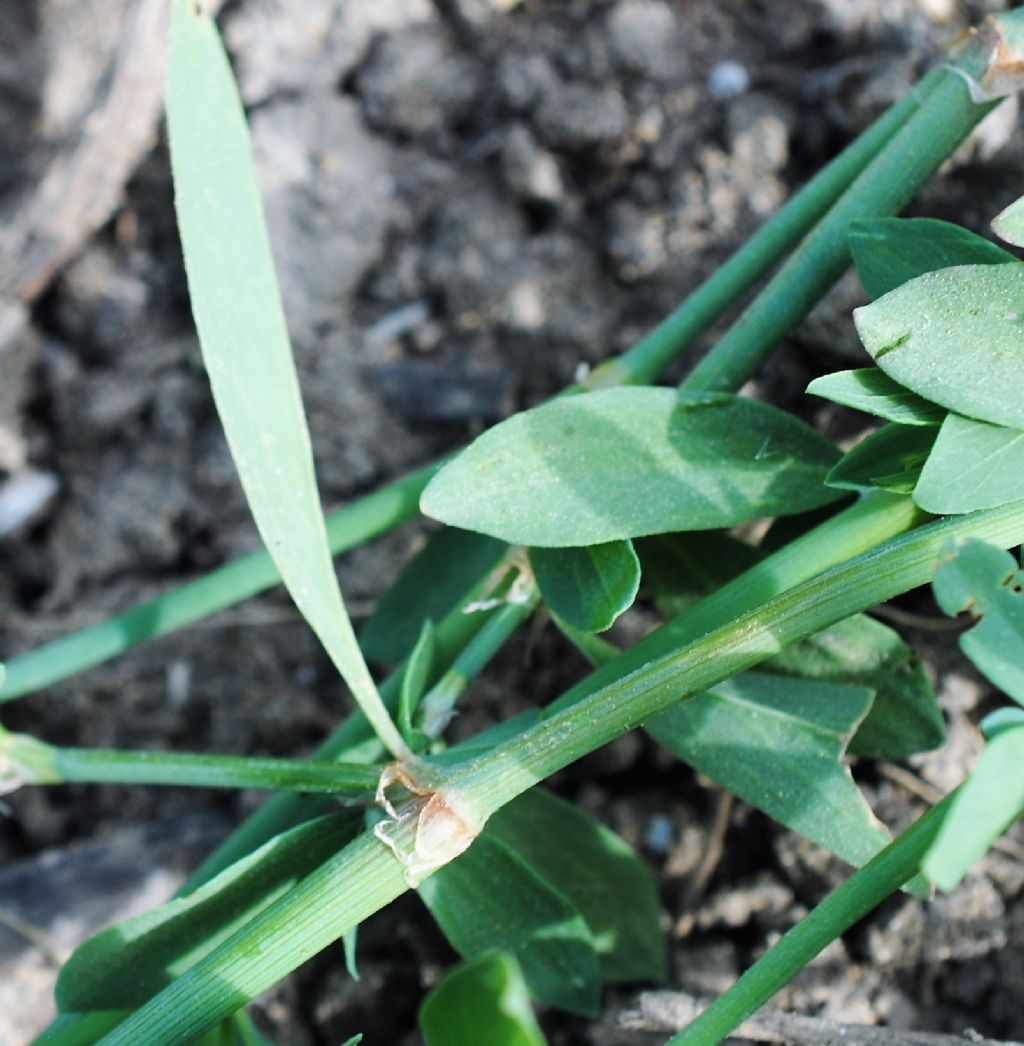 Polygonum aviculare