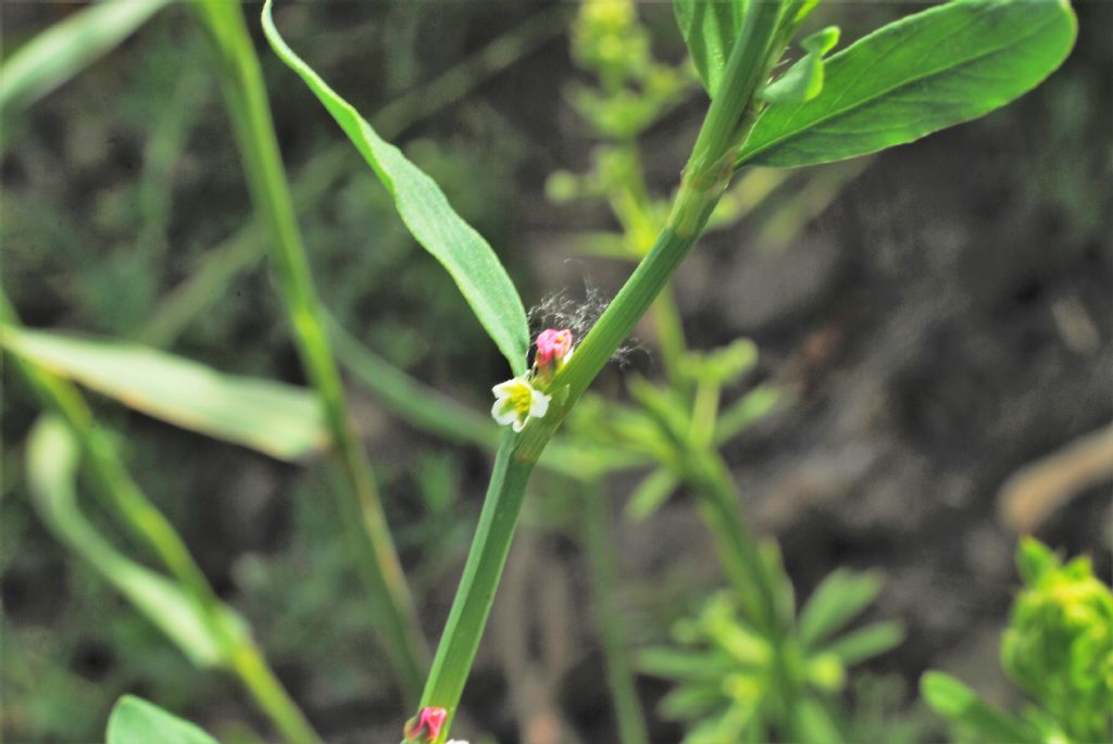 Polygonum aviculare