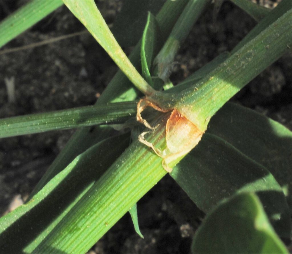 Polygonum aviculare