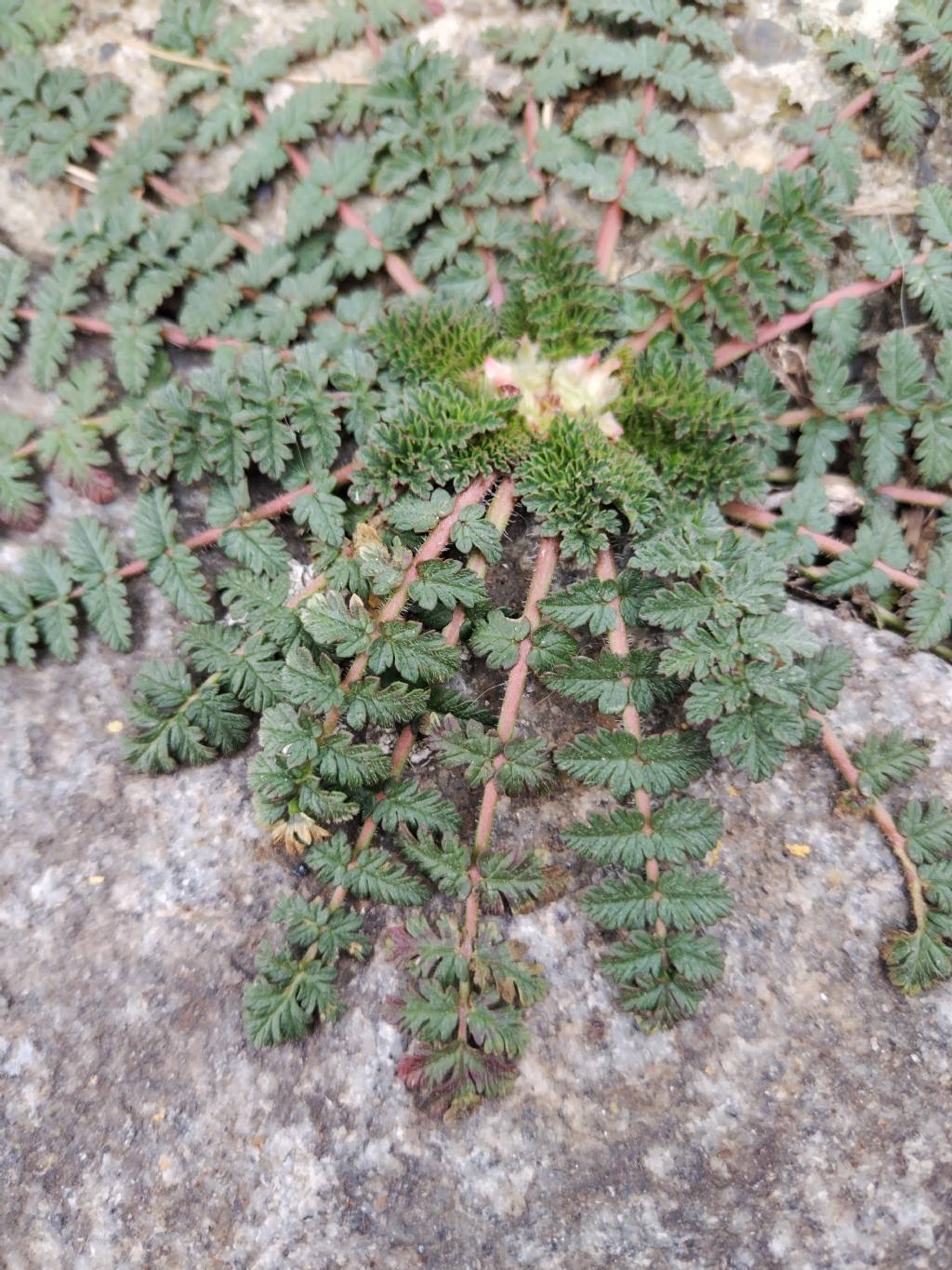 Erodium cicutarium?