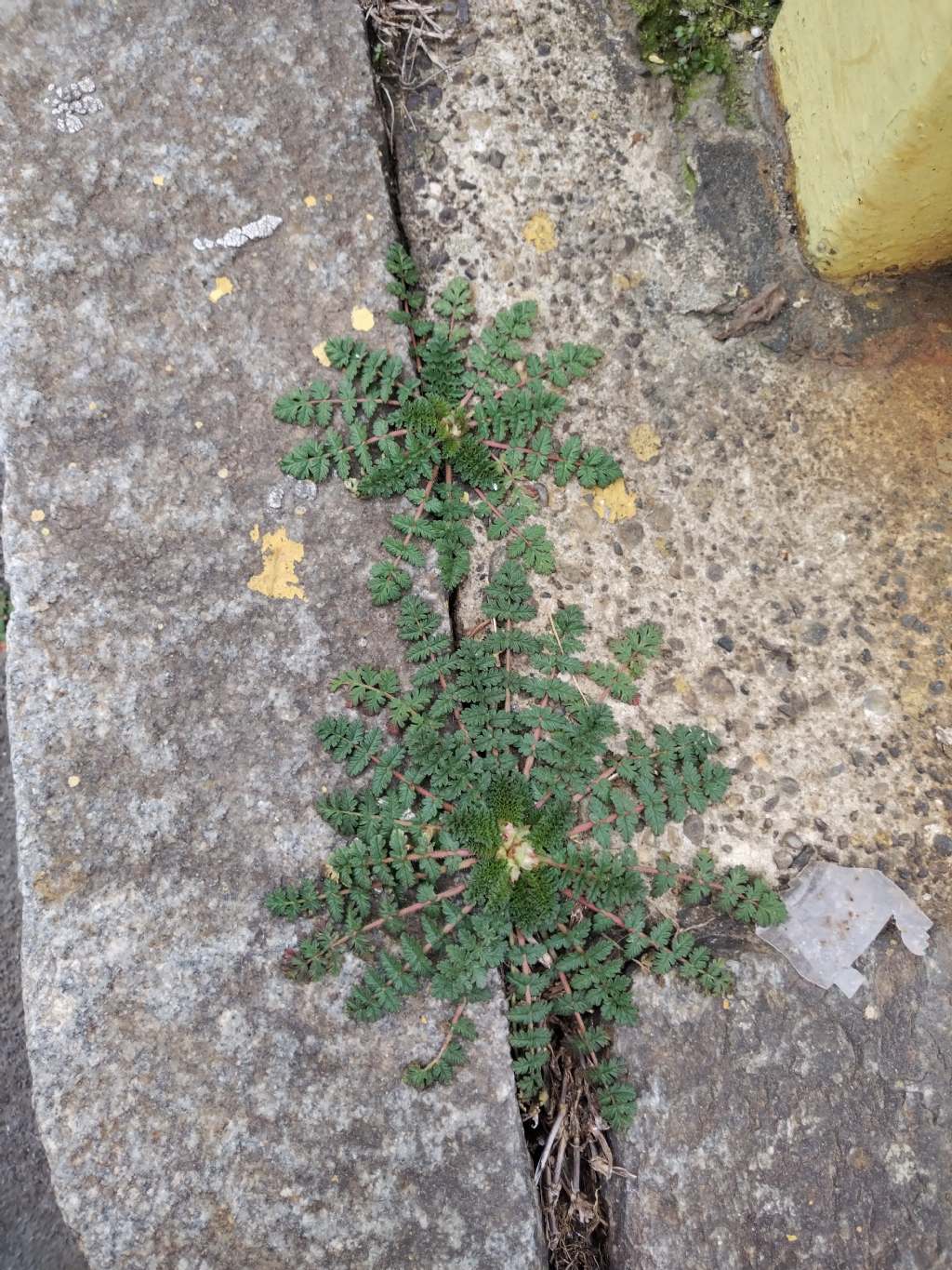 Erodium cicutarium?