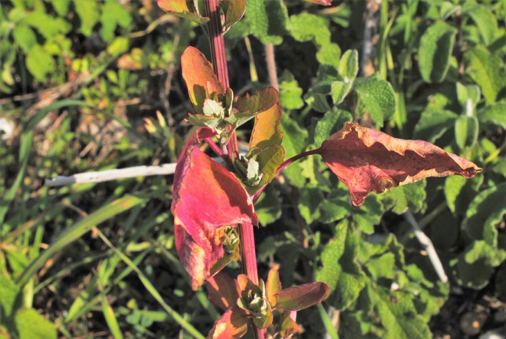 Chenopodium album