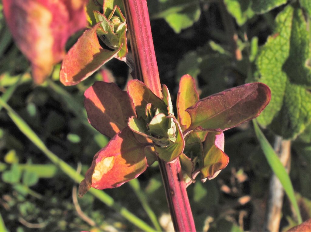 Chenopodium album