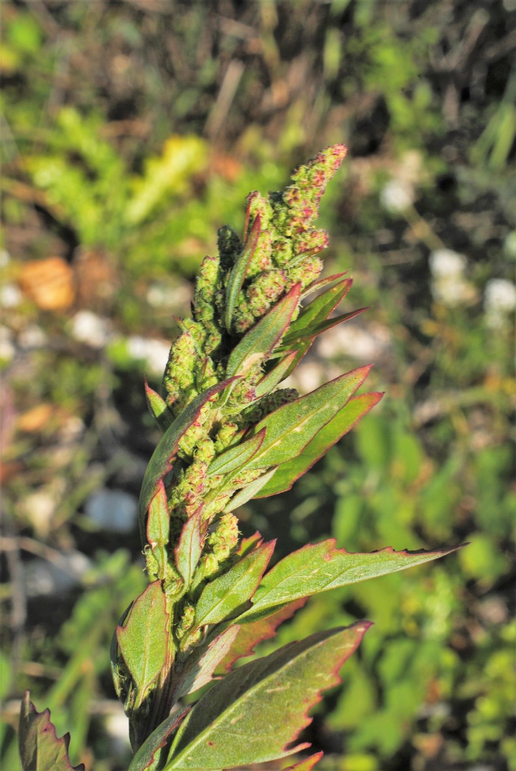 Chenopodium album