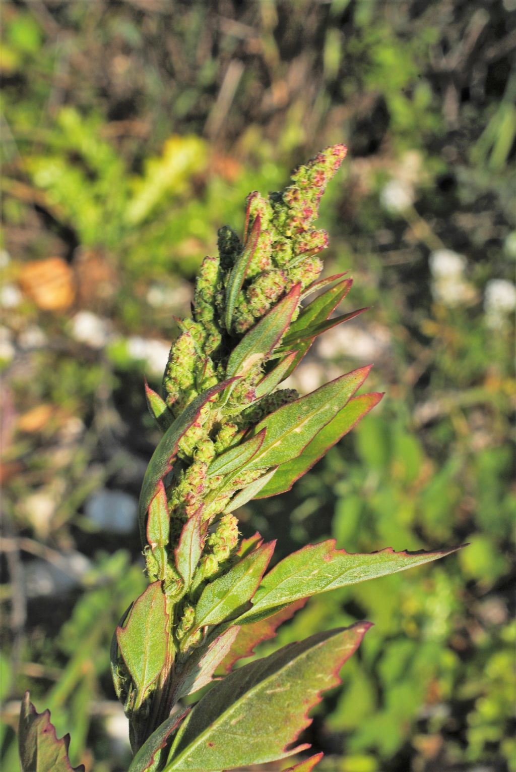 Chenopodium album