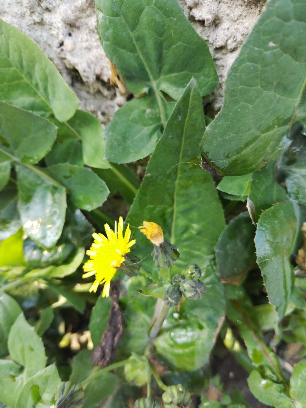 Sonchus??