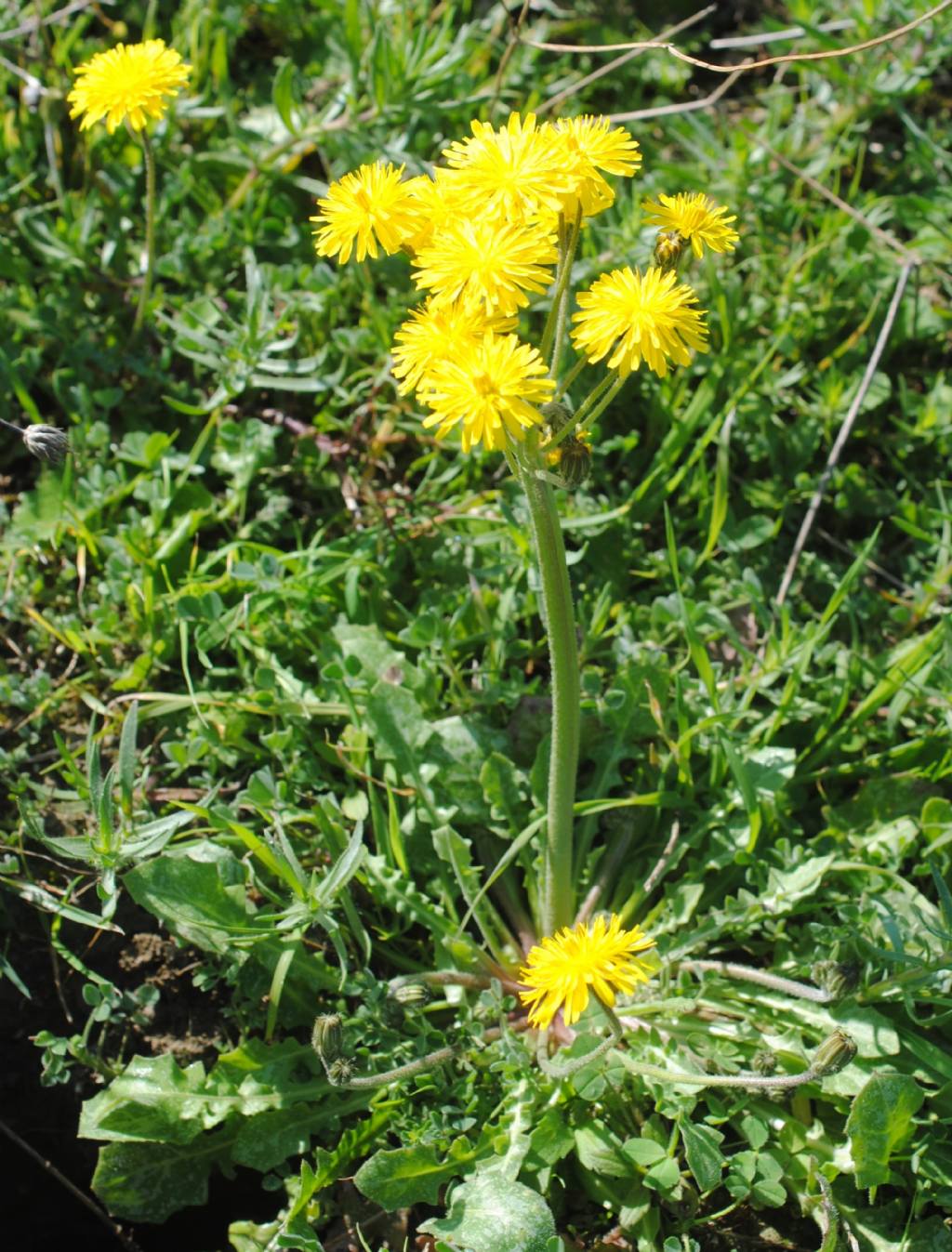 Crepis sancta