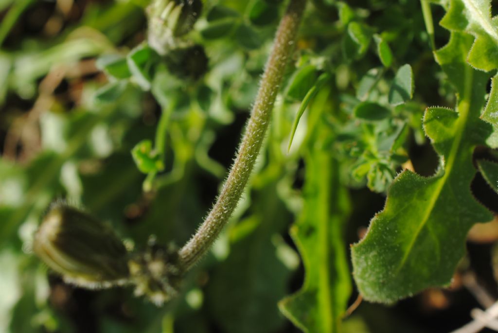 Crepis sancta