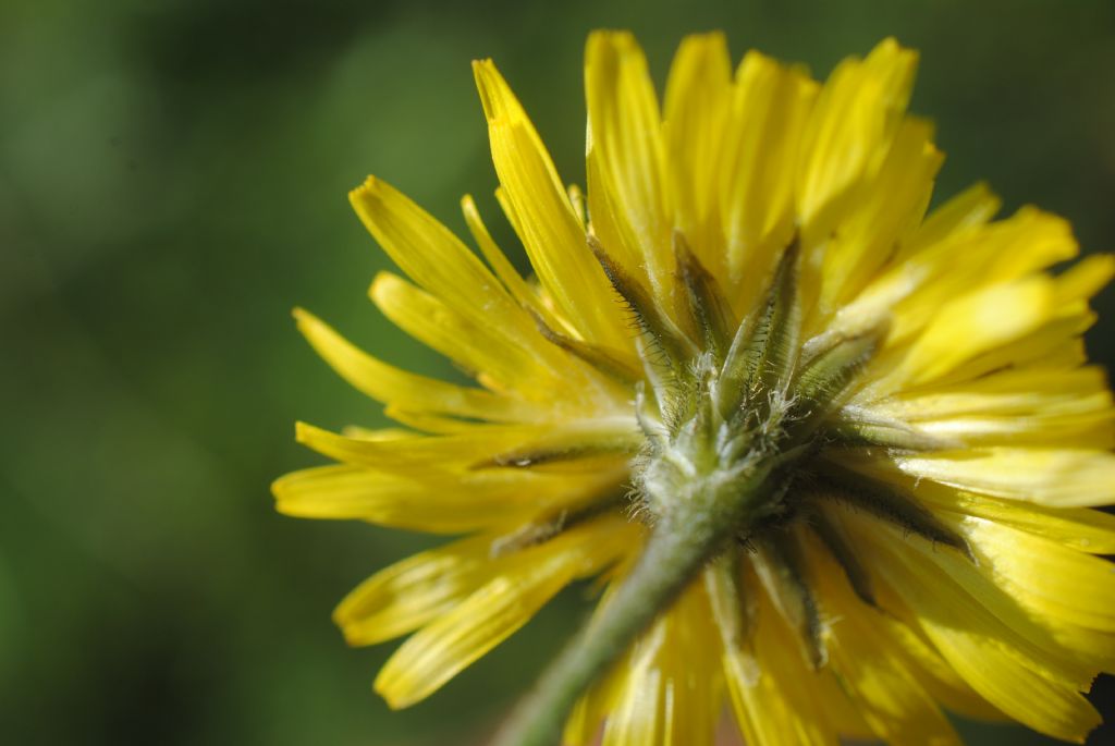 Crepis sancta