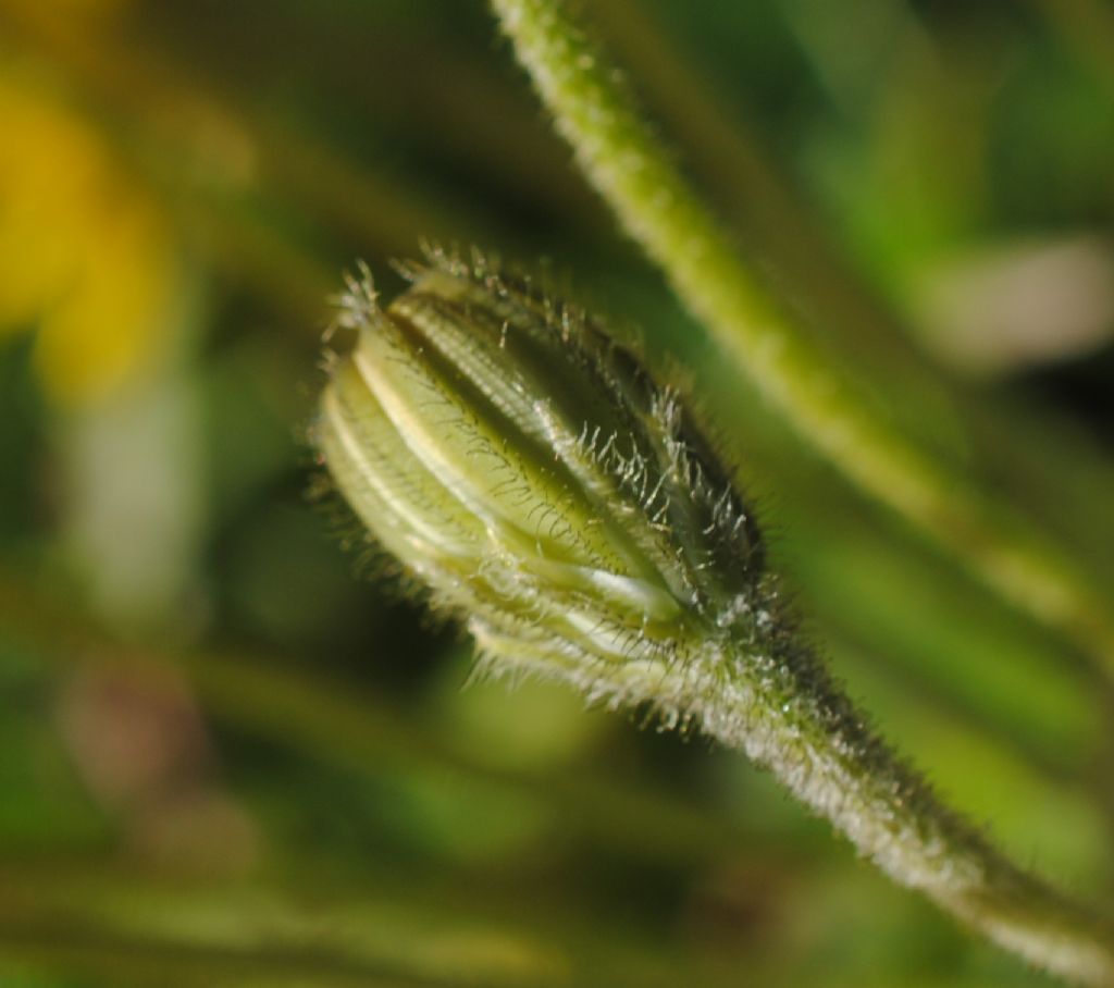 Crepis sancta