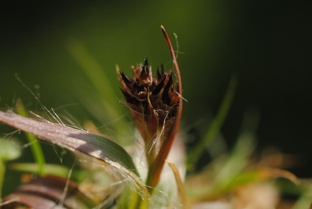 Piccola Luzula? Alta solo 1,5-2 cm