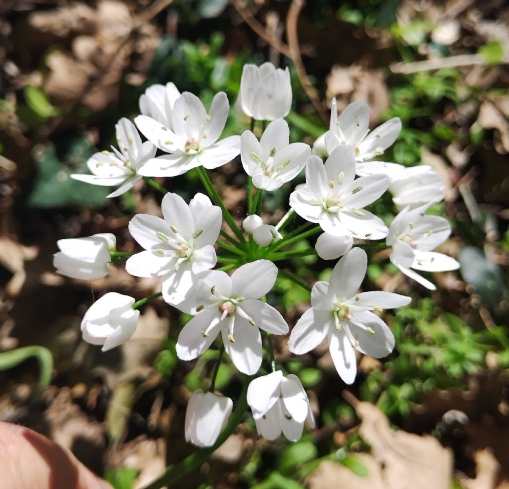 Allium neapolitanum?