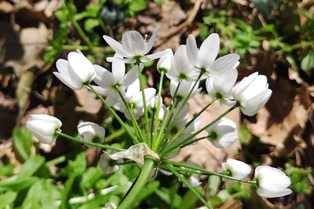 Allium neapolitanum?