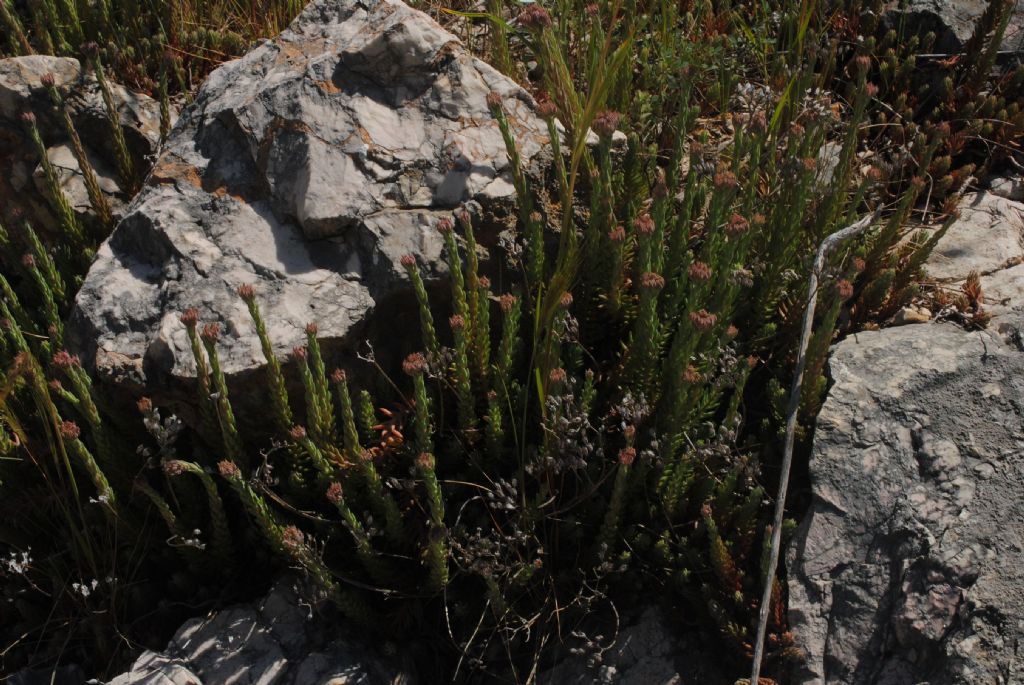 Sedum?