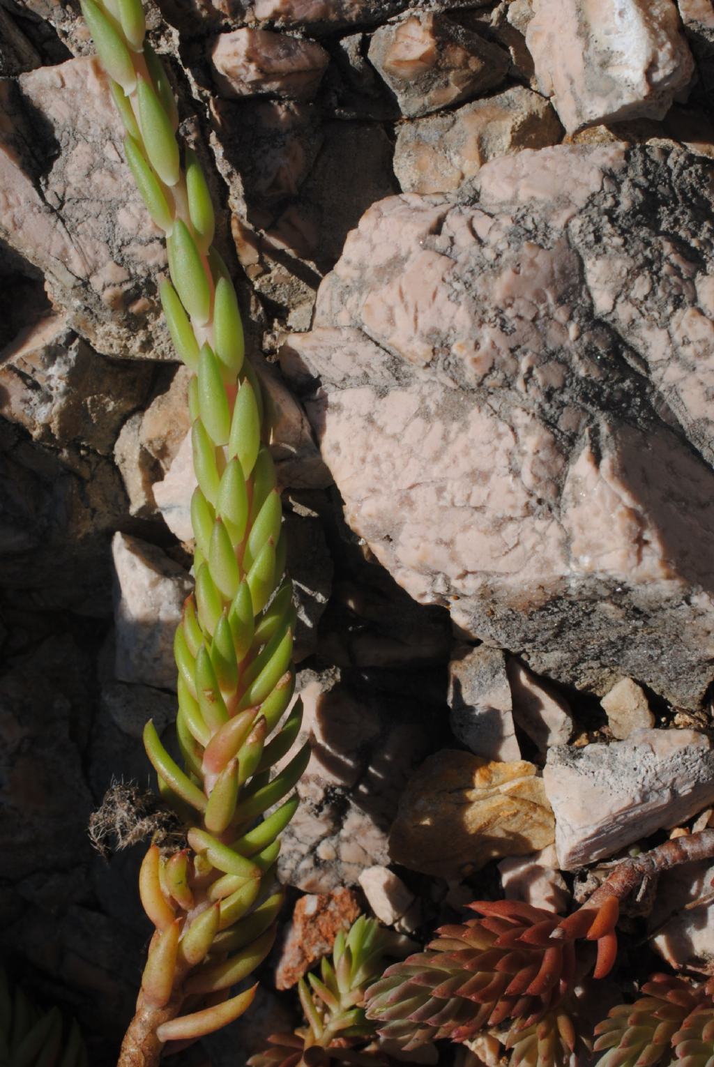 Sedum?