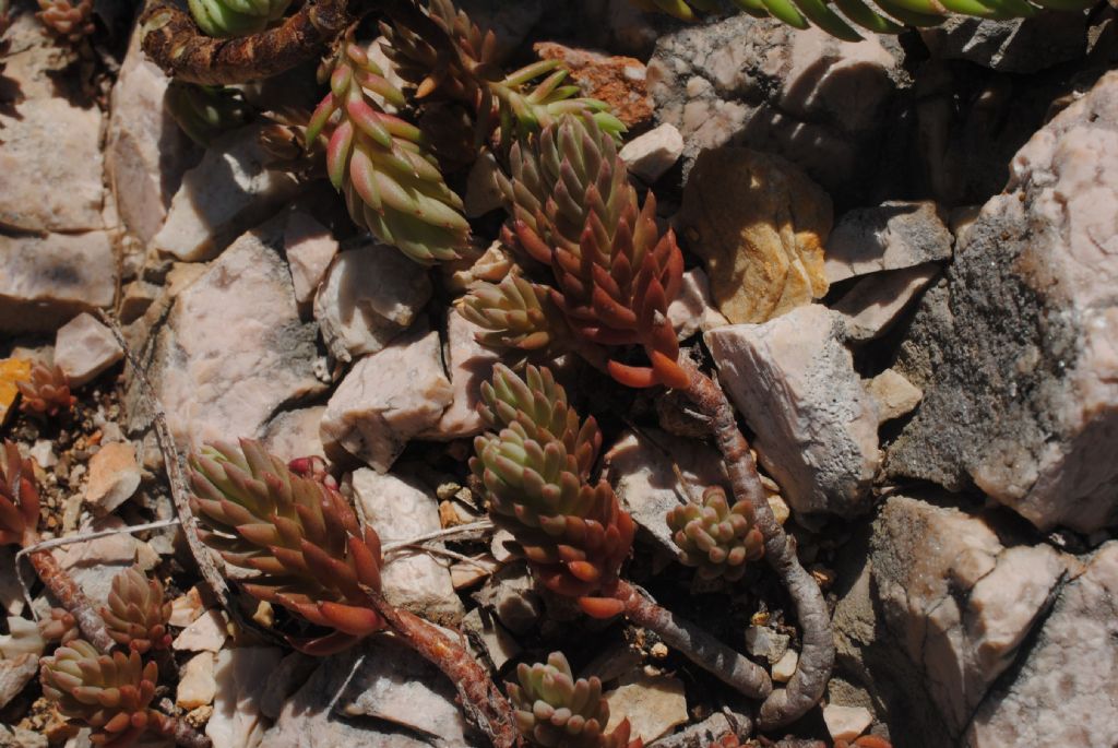 Sedum?