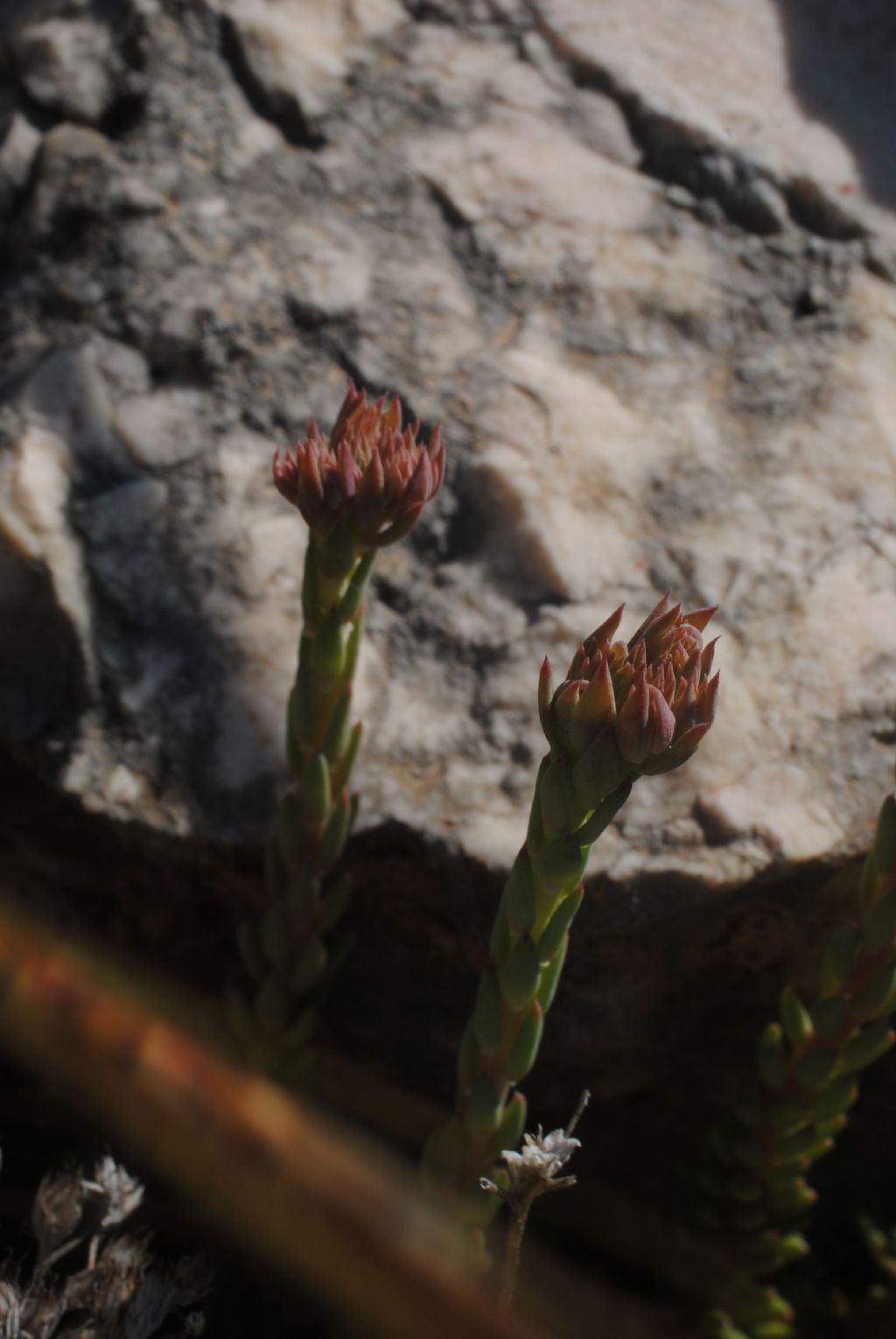 Sedum?