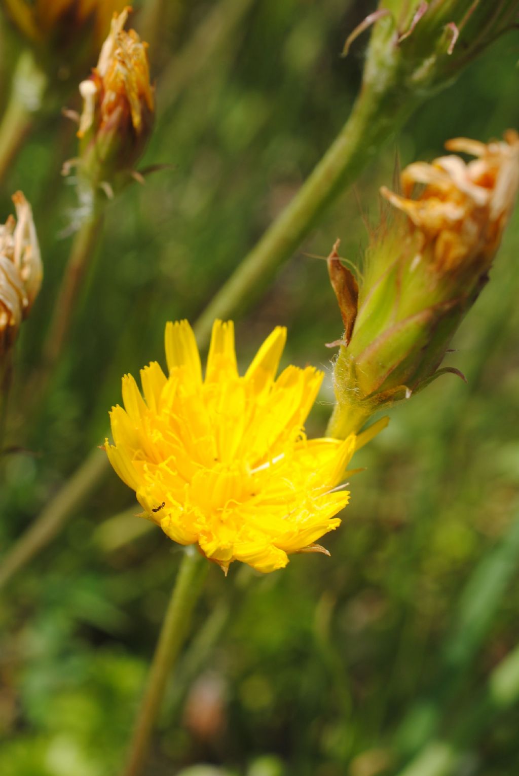 Scorzonera villosa?
