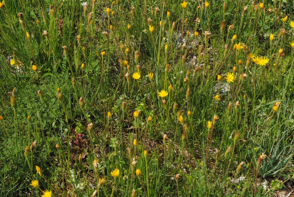 Scorzonera villosa?