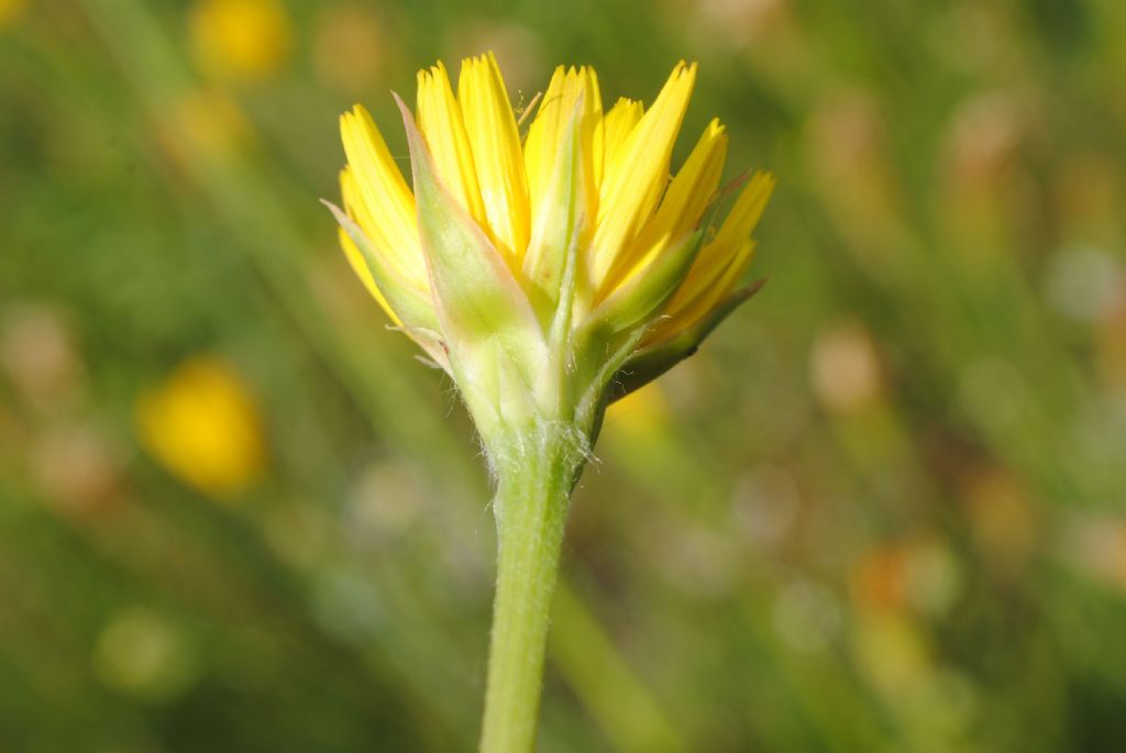 Scorzonera villosa?