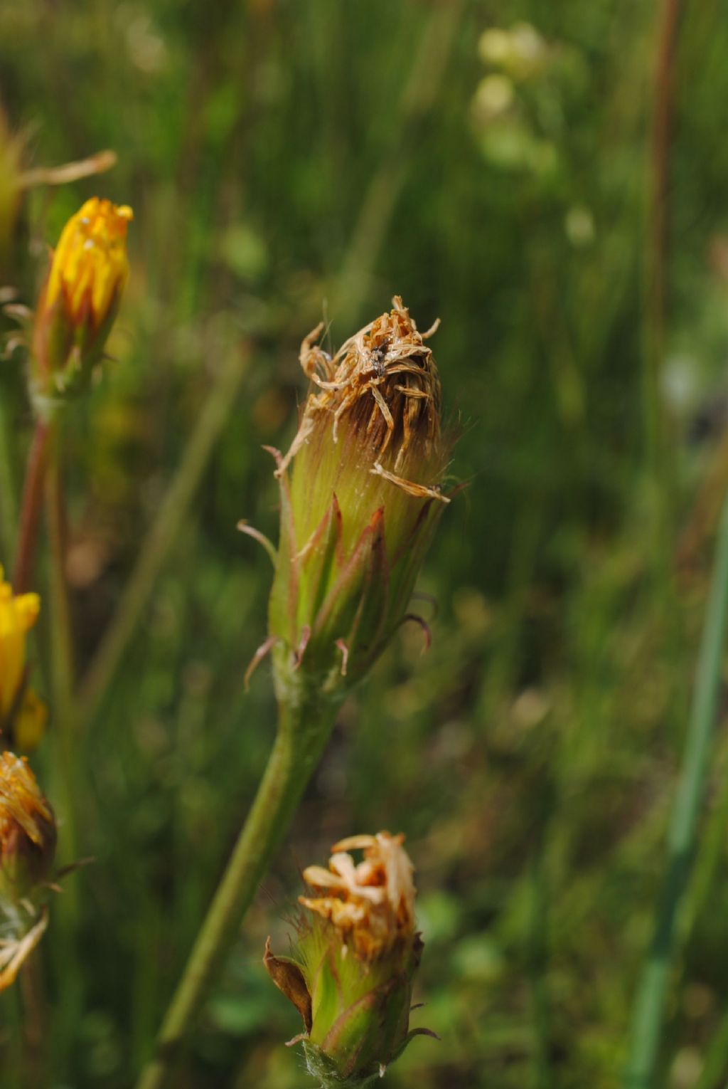 Scorzonera villosa?