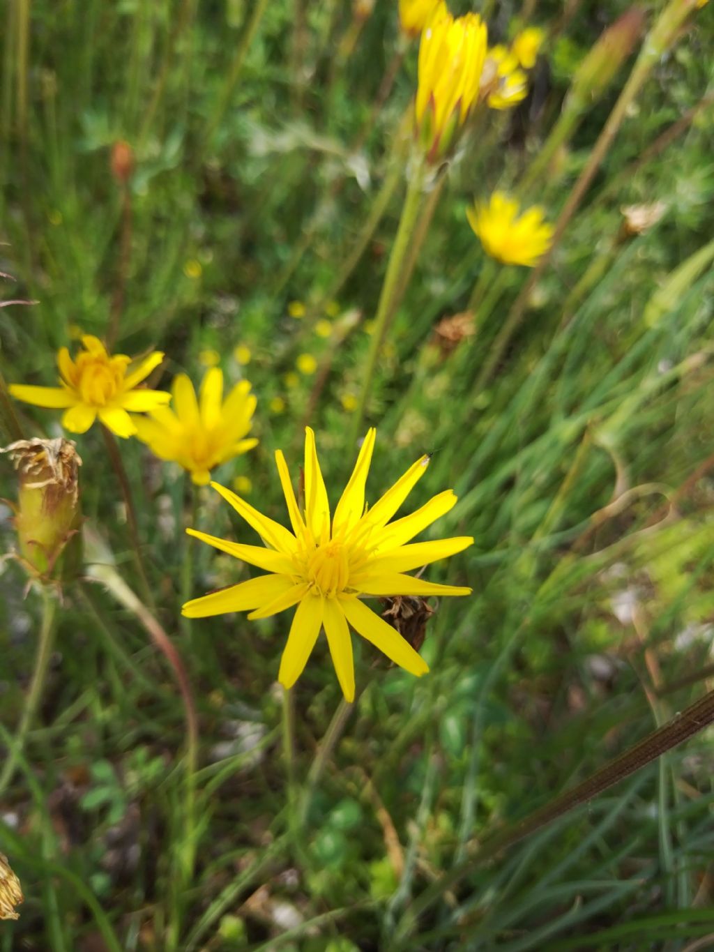 Scorzonera villosa?