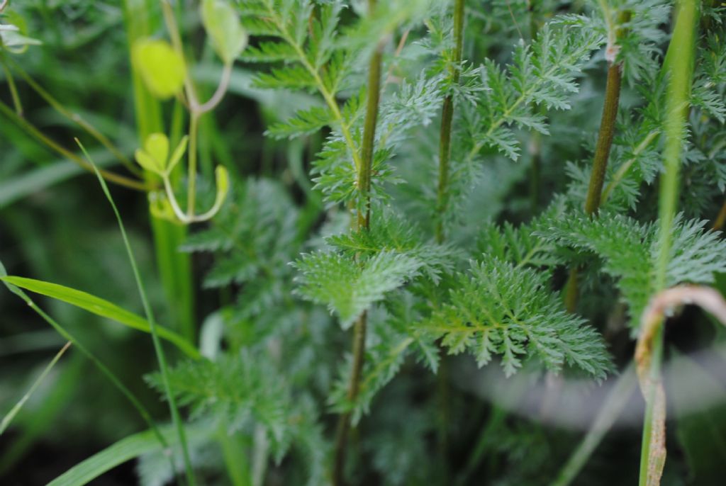 Tanacetum?